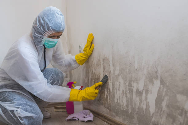 Best Mold Damage Repair  in Wilton Manors, FL